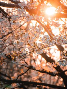 Preview wallpaper sakura, flowers, sunlight, spring