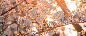 Preview wallpaper sakura, flowers, sunlight, spring