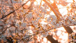 Preview wallpaper sakura, flowers, sunlight, spring
