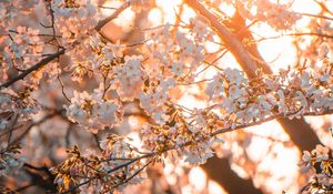 Preview wallpaper sakura, flowers, sunlight, spring