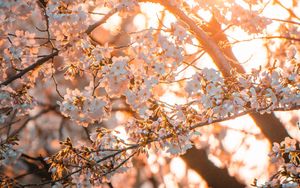 Preview wallpaper sakura, flowers, sunlight, spring