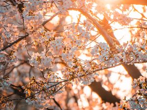 Preview wallpaper sakura, flowers, sunlight, spring