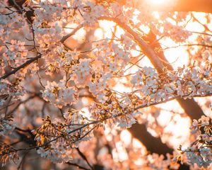 Preview wallpaper sakura, flowers, sunlight, spring