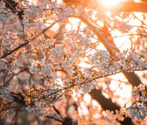 Preview wallpaper sakura, flowers, sunlight, spring