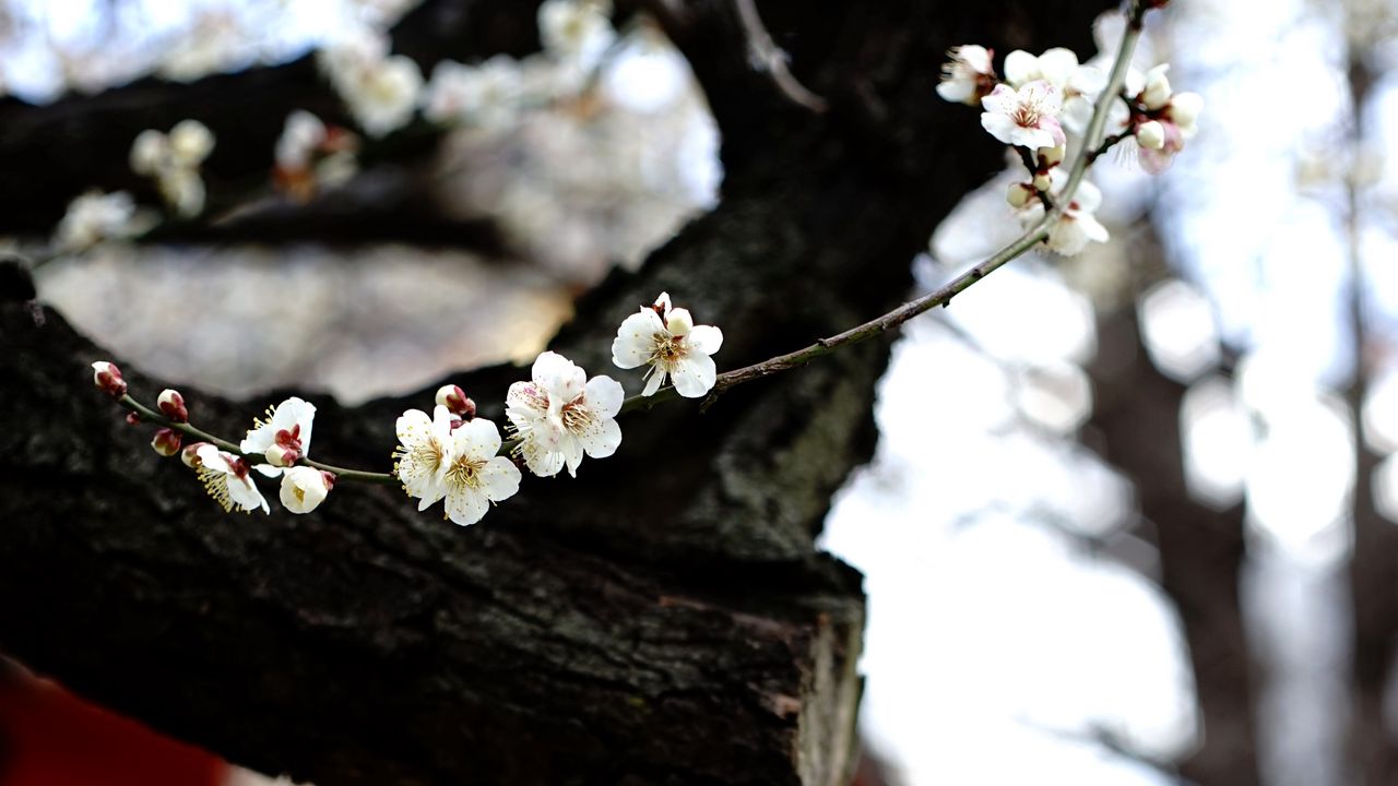 Wallpaper sakura, flowers, tree, pagoda, blur, japan