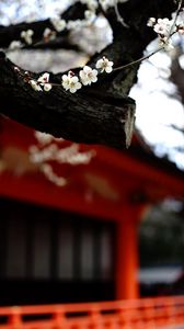 Preview wallpaper sakura, flowers, tree, pagoda, blur, japan