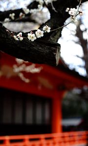 Preview wallpaper sakura, flowers, tree, pagoda, blur, japan