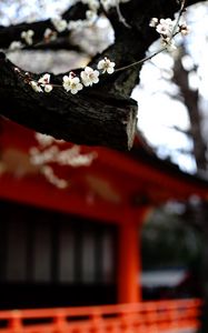 Preview wallpaper sakura, flowers, tree, pagoda, blur, japan