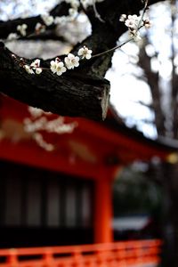 Preview wallpaper sakura, flowers, tree, pagoda, blur, japan