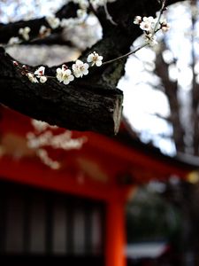 Preview wallpaper sakura, flowers, tree, pagoda, blur, japan