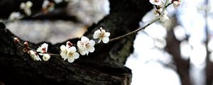 Preview wallpaper sakura, flowers, tree, pagoda, blur, japan