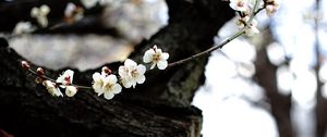 Preview wallpaper sakura, flowers, tree, pagoda, blur, japan