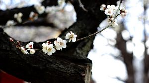 Preview wallpaper sakura, flowers, tree, pagoda, blur, japan