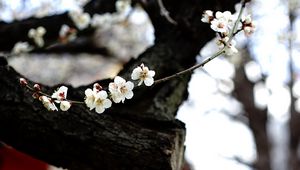 Preview wallpaper sakura, flowers, tree, pagoda, blur, japan