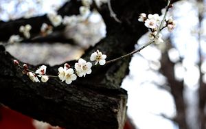 Preview wallpaper sakura, flowers, tree, pagoda, blur, japan