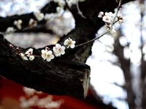 Preview wallpaper sakura, flowers, tree, pagoda, blur, japan