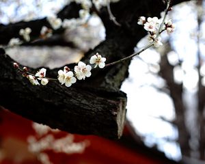 Preview wallpaper sakura, flowers, tree, pagoda, blur, japan