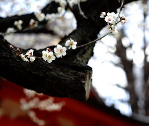 Preview wallpaper sakura, flowers, tree, pagoda, blur, japan