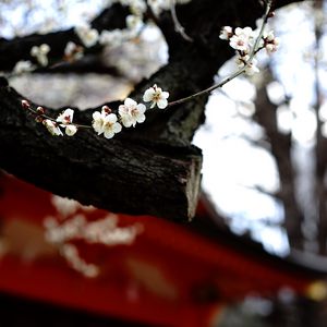 Preview wallpaper sakura, flowers, tree, pagoda, blur, japan