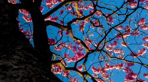 Preview wallpaper sakura, flowers, tree, bloom