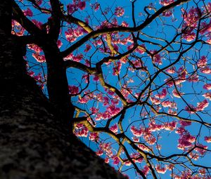 Preview wallpaper sakura, flowers, tree, bloom