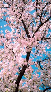 Preview wallpaper sakura, flowers, tree, branches, spring, pink