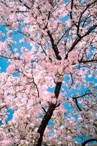 Preview wallpaper sakura, flowers, tree, branches, spring, pink