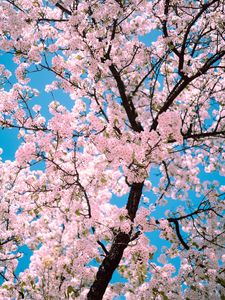 Preview wallpaper sakura, flowers, tree, branches, spring, pink