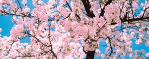 Preview wallpaper sakura, flowers, tree, branches, spring, pink