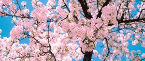 Preview wallpaper sakura, flowers, tree, branches, spring, pink