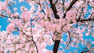 Preview wallpaper sakura, flowers, tree, branches, spring, pink
