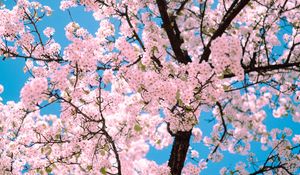 Preview wallpaper sakura, flowers, tree, branches, spring, pink