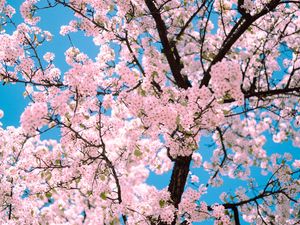 Preview wallpaper sakura, flowers, tree, branches, spring, pink