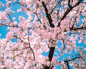 Preview wallpaper sakura, flowers, tree, branches, spring, pink