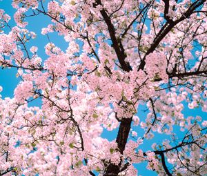 Preview wallpaper sakura, flowers, tree, branches, spring, pink