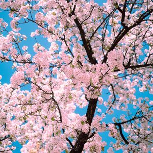 Preview wallpaper sakura, flowers, tree, branches, spring, pink