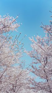 Preview wallpaper sakura, flowers, tree, branches, spring