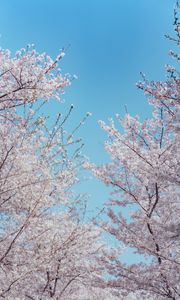 Preview wallpaper sakura, flowers, tree, branches, spring