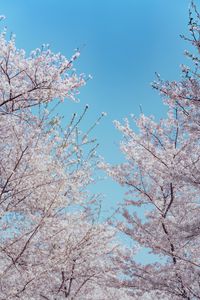 Preview wallpaper sakura, flowers, tree, branches, spring