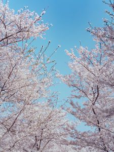 Preview wallpaper sakura, flowers, tree, branches, spring