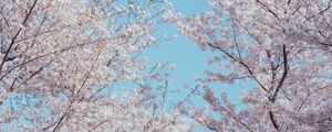 Preview wallpaper sakura, flowers, tree, branches, spring