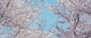 Preview wallpaper sakura, flowers, tree, branches, spring