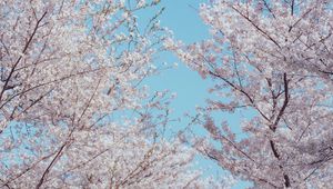 Preview wallpaper sakura, flowers, tree, branches, spring