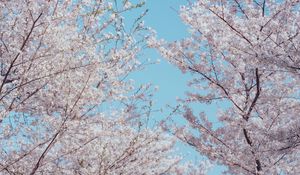 Preview wallpaper sakura, flowers, tree, branches, spring