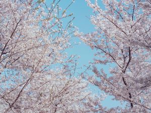 Preview wallpaper sakura, flowers, tree, branches, spring