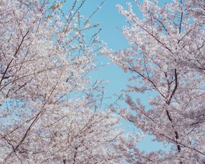 Preview wallpaper sakura, flowers, tree, branches, spring