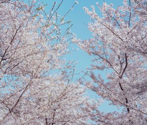 Preview wallpaper sakura, flowers, tree, branches, spring