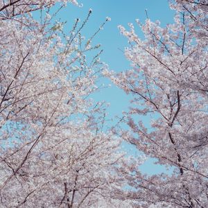 Preview wallpaper sakura, flowers, tree, branches, spring