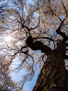 Preview wallpaper sakura, flowers, tree, branches, bottom view, spring