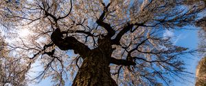 Preview wallpaper sakura, flowers, tree, branches, bottom view, spring